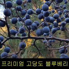 블루베리체험