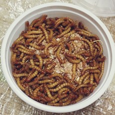 밀웜성충