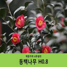 착한가격 나무생각 동백나무 H0.8(80cm) / (개화주)