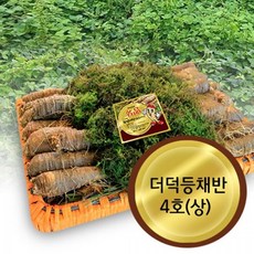 더덕파지