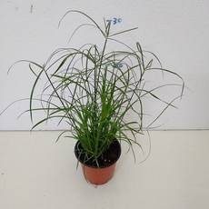 d723d3a31b0c2df8c9a7afabea3a86128b72532c502bd90eaea0ccb6cea8.jpg
