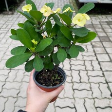 [가든테라스] 꽃기린 노랑 다육식물 미니다육 사계절꽃, 1개