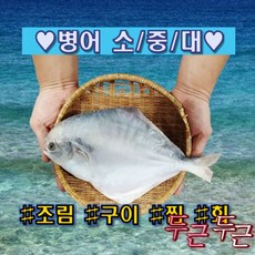 병어회 신안 병어 2~( 소중대횟감용 ) 조림 찜 구이용, 소 1미(250g-290g)