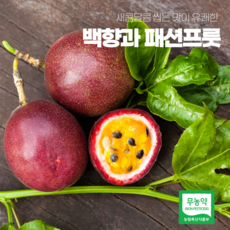 비파열매-추천-상품