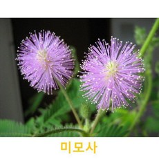 초화식물/야생화 미모사 화분모종 4개(L0034), 4개