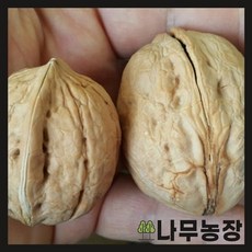 호두나무묘목