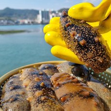 천광수산 통영 자연산 해삼1kg(6~14미내외), 1개, 단품