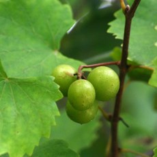 [AJM_7453569] 개량머루 결실주 묘목(화분)
