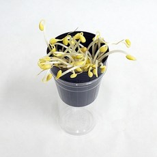 콩나물키우기5인용