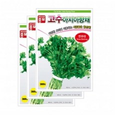 고수씨앗