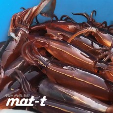 자연산 생 산오징어 회 내장통찜 초코오징어 2kg 직송 선동, 초코오징어 2kg (6미~8미)