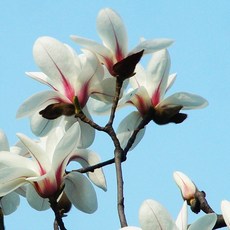 9a6d596795f284468a6dd36f2206f8902bd505fa41a0e2140d3f862eb1c5.jpg