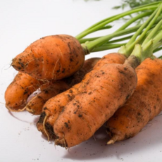 당근마켓페스툴도미노