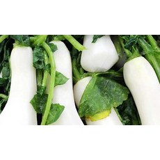 절임배추알타리무