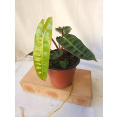 필로덴드론빌리에티에