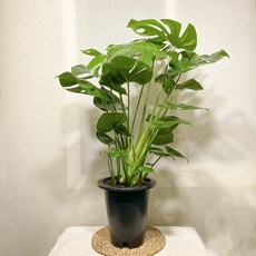 델리치오사키우기