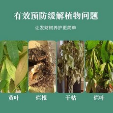 친환경 식물살충제 관리제 식물영양제 부잣나무 거름실 노란잎 전용 비평안 행복나무, 오류 발생시 문의 ( 에이맨0304 )