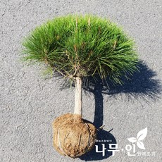 [나무인] 반송(둥근소나무) 폭40cm, 1개