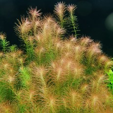 키우기쉬운열대어