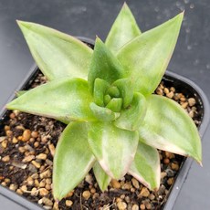 아이스블루네뷸라스노우썰매