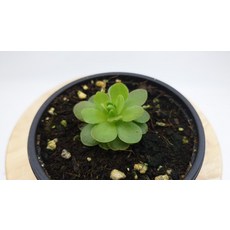 벌레잡이제비꽃키우기