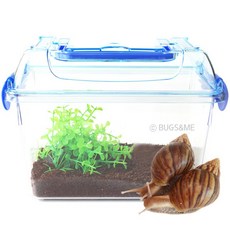 벅스앤미 애완달팽이기르기 한쌍세트 (흑백와) 특가상품