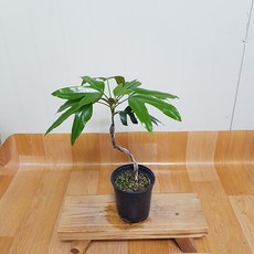 나무와백년