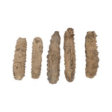 안호 건해삼 루비 특(필리핀) 200g, 1개