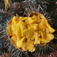 국내산 동해안 제철 자연산 말똥성게알 100g 성게알 보라성게, 1개