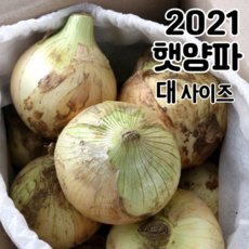 내고향농수산 햇 양파 3kg 5kg 10kg, 2020년 수확 양파 10kg