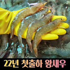 당일발송 제철 신안 왕새우 대하 흰다리새우 급냉새우 1kg 30-35미 내외, 급냉새우1kg(30-35미내외)