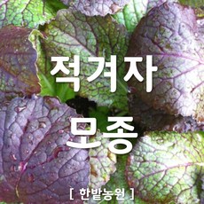 채소 모종 ~ 각종 묘종. 베란다 텃밭 세트 공기정화식물 허브 씨앗 채소모종 ~, H014 적겨자 모종 3개