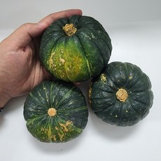 제주햇살바람밤호박