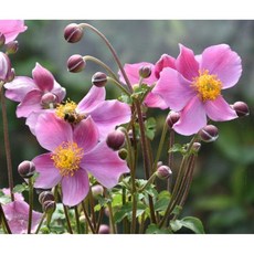 추명국(Anemone hupehensis) 15센치포트