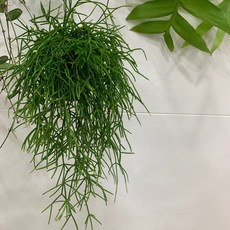 [더라라플랜트] 립살리스 폭스테일 키우기쉬운 행잉식물 식물인테리어, 1개