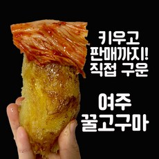 23년 고당도 여주 햇고구마 꿀고구마 황금고구마 1kg+한입100g증정!, 1개, 상중1kg+한입이하100g