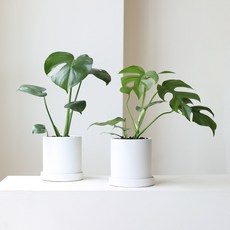 박쥐란