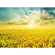 미쁘니 1000피스 직소퍼즐 해바라기 들판의 일출 (HP1014), 본품