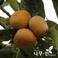 [나무인] 단감나무 접목1년 묘목, 1개 - 먹감나무