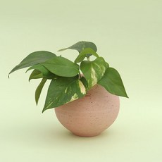 로자리안토분