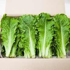 [프레시팜] 쌈채소 로메인 1kg 2kg