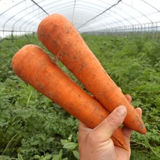 [블루밍그린] 올해수확 국내산 구좌당근 5kg 특, 1개