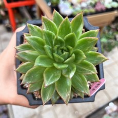 소후란
