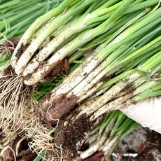산지직송 국내산 싱싱하고 건강한맛 노지 흙쪽파 1kg, 1개, 3kg
