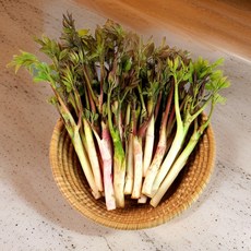 국내산 봄나물 두릅 땅두릅, 1개, 1KG