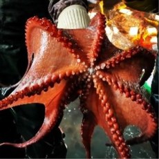 제수용 문어 한마리 돌문어 자숙문어 국내산문어숙회 생물문어, 1마리, 2.3kg~2.5kg