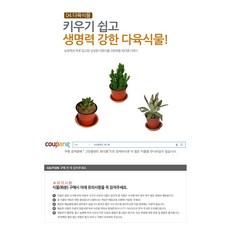 다육식물 200여종 다육 식물 최다종 화분, 다육식물_파필라리스, 1개, 1개