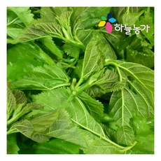 뽕잎나물