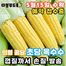 [직접까서 손질한] 의령 꿀당 프리미엄 초당 옥수수 백화점납품용, 3) 두입 초당옥수수 10개 (길이9cm이상)