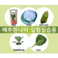 배추흰나비